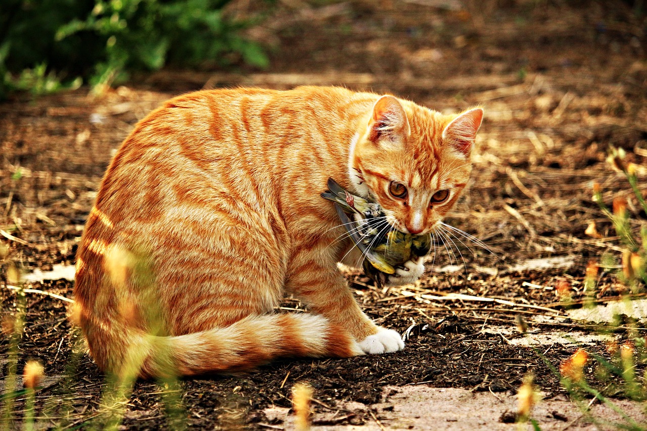 猫大王恐怖影视剧，交织的惊悚魅力与恐怖传奇